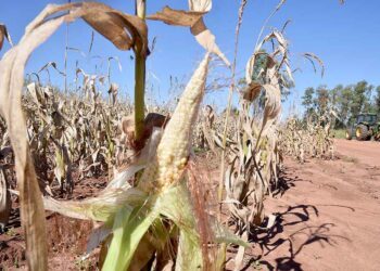Simepar alerta para risco de geada  em Paranavaí nesta quinta-feira
