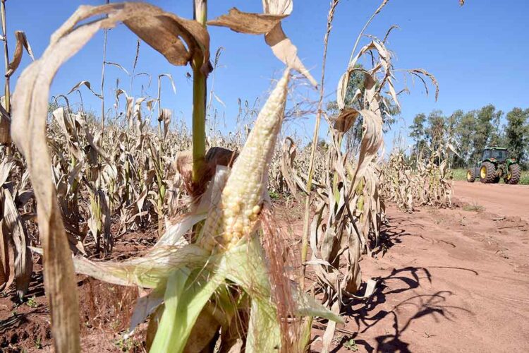 Simepar alerta para risco de geada em Paranavaí nesta quinta-feira