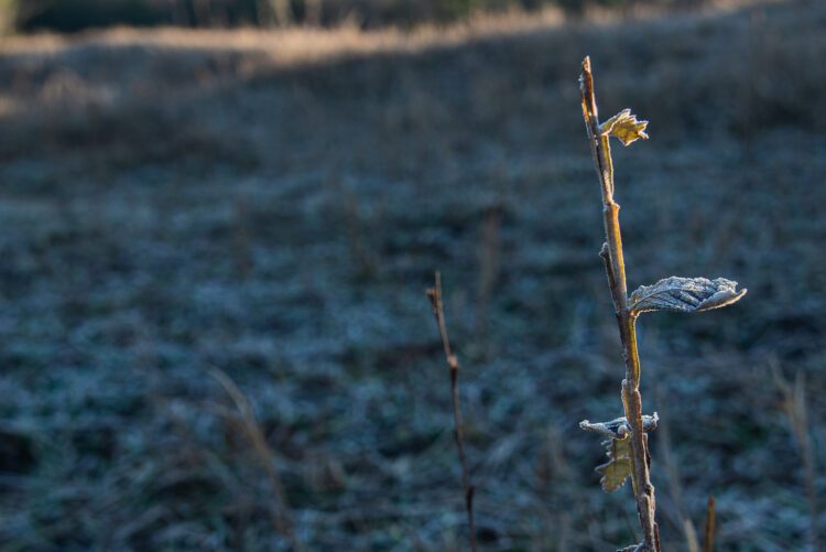 Paranavaí registra 0ºC e atinge menor temperatura  desde 1997. Frio compromete produções rurais