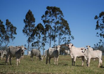 Produtores que não atualizaram cadastros de animais  responderão a processo administrativo junto à Adapar