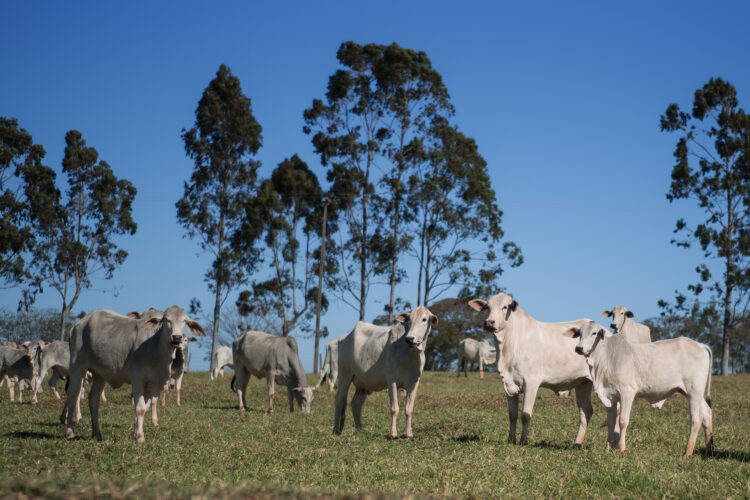 Produtores que não atualizaram cadastros de animais responderão a processo administrativo junto à Adapar