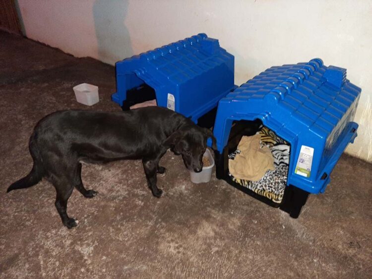 Prefeitura e associação disponibilizam casinhas para cachorros em situação de rua em Terra Rica