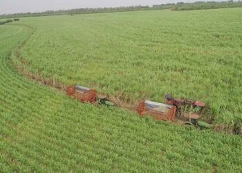 UFPR lança novas cultivares de cana-de-açúcar