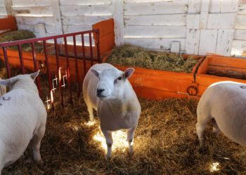Preço de carne ovina não acompanha alta de  outras espécies no 1º semestre, aponta boletim