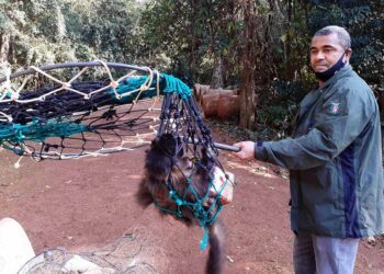 IAT resgata macaco-prego ferido no bosque de Paranavaí e alerta para descarte de resíduos