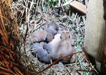 Guardas municipais e bombeiros resgatam filhotes abandonados em área rural de Paranavaí