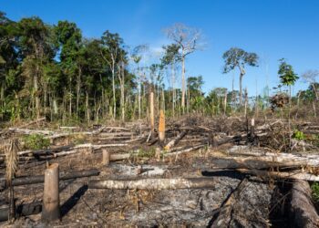 Brasil tem 2º pior ano de desmate da Amazônia da história recente, aponta Inpe