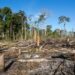 Brasil tem 2º pior ano de desmate da Amazônia da história recente, aponta Inpe