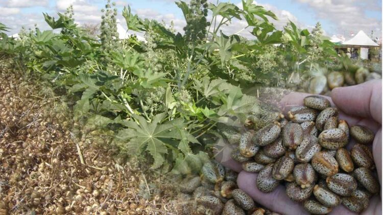 Experimento do cultivo de mamona na região será apresentado a produtores nesta quinta-feira