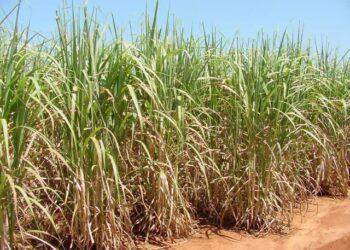 Levado para canavial em Santo Antônio do Caiuá, homem é agredido e roubado