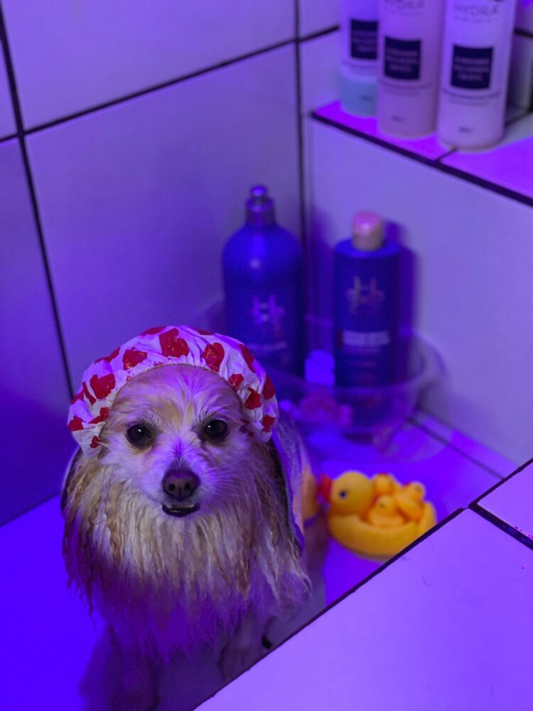 Cromoterapia durante o banho Pet