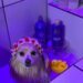Cromoterapia durante o banho Pet