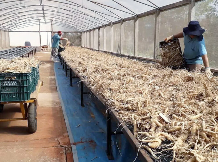 Querência do Norte é destaque na produção de ginseng