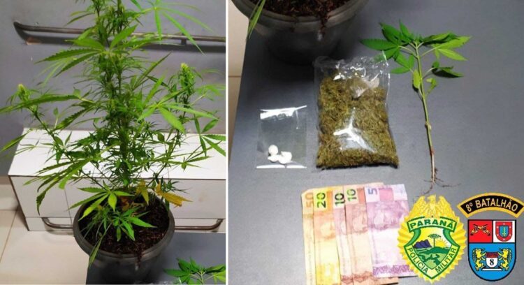PM localiza pés de maconha, prende homem e apreende adolescente por tráfico de drogas em Terra Rica