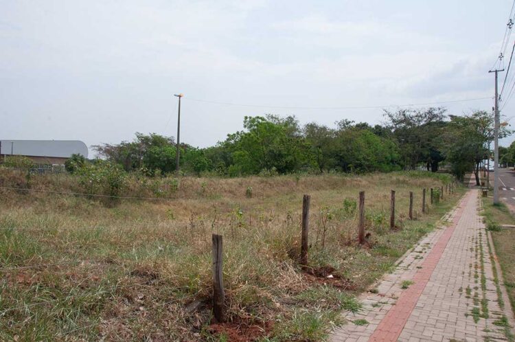 Plantio de árvores em Paranavaí homenageia moradores que morreram por complicações da Covid-19