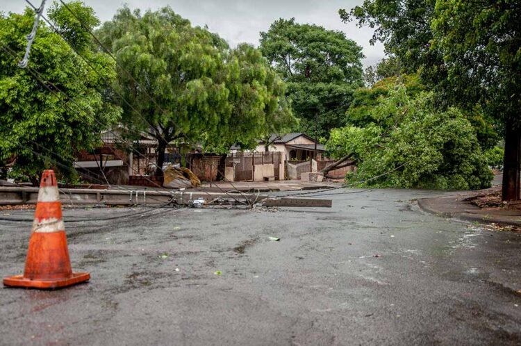 Ventos chegam a 72 km/h em Paranavaí e  derrubam árvores em diferentes pontos