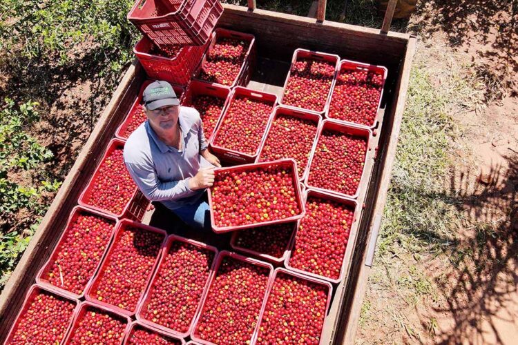 Acerola é fonte de emprego, renda no campo e desenvolvimento