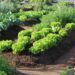 Agricultura lança segundo volume da  cartilha que motiva o cultivo da horta em casa