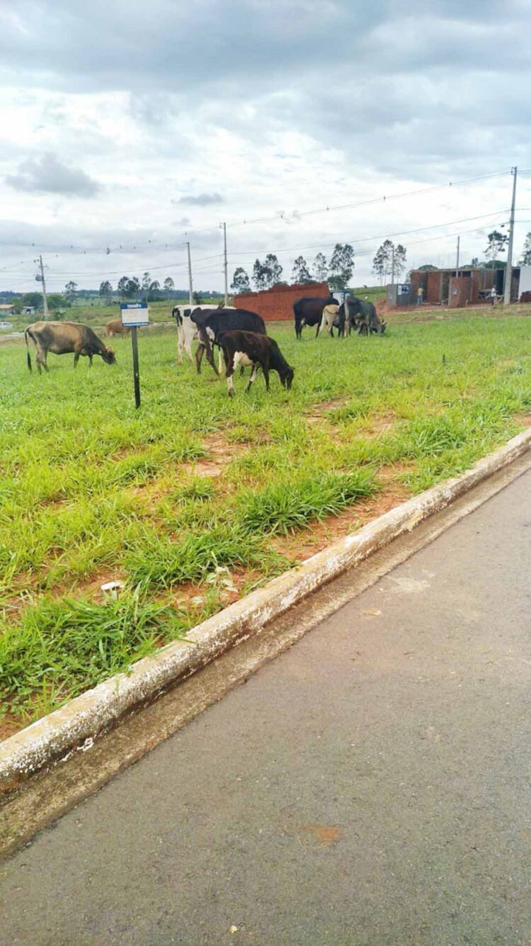 Guarda Municipal constatada boiada pastando na cidade