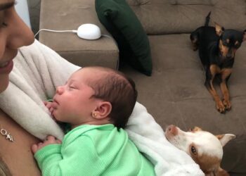 Espaço PET 30/10 a 01/11