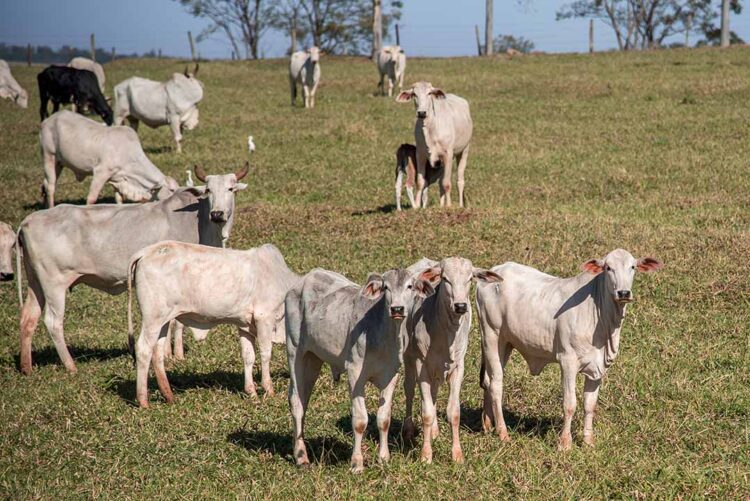 Produtores paranaenses não devem  vacinar rebanhos contra febre aftosa