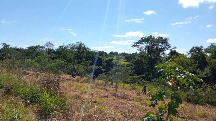 500 mudas de árvores nativas foram plantadas no Jardim Oásis