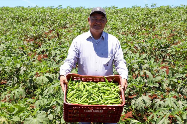 Produção de quiabo começa a se expandir no Estado