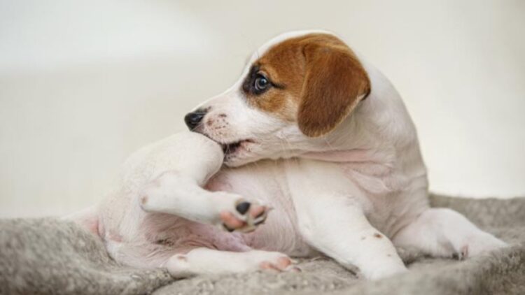 Os problemas que as pulgas podem trazer