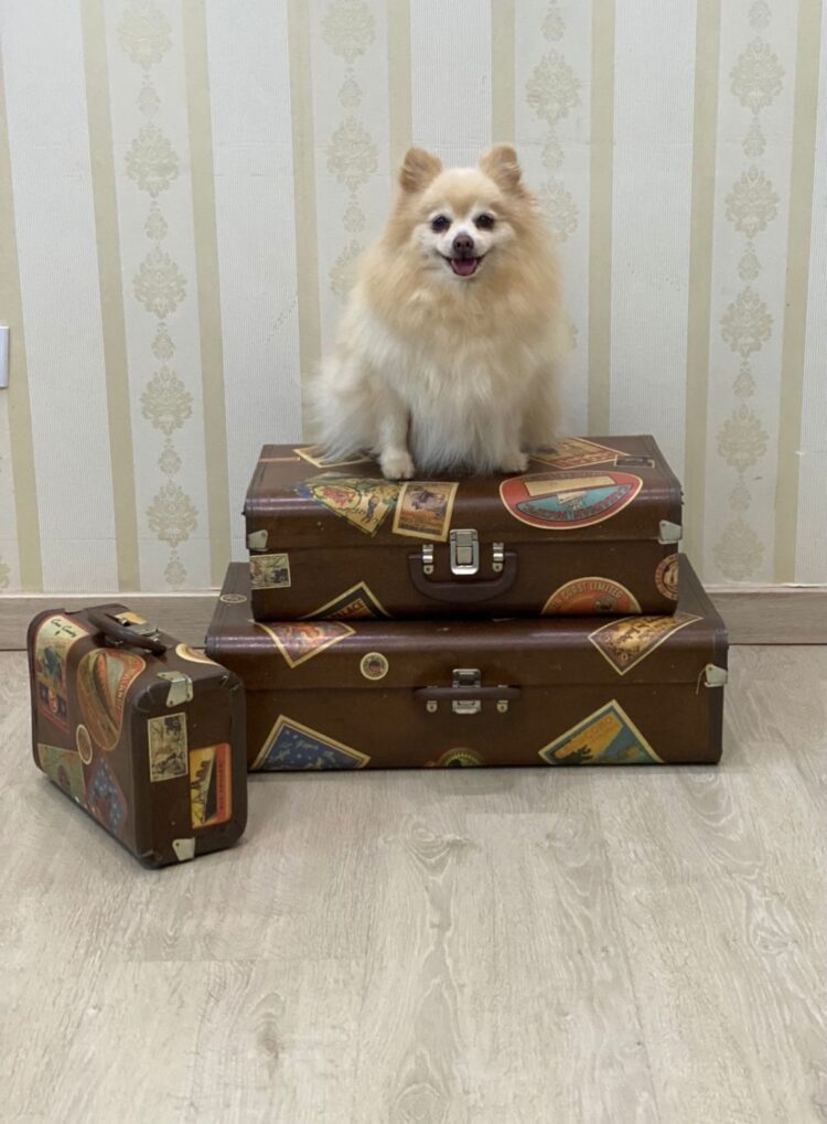 Dicas da Tia Lulu Pet para quem vai viajar de carro com seu animal de estimação