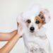 Por que produtos de higiene para humanos não devem ser usados em pets?