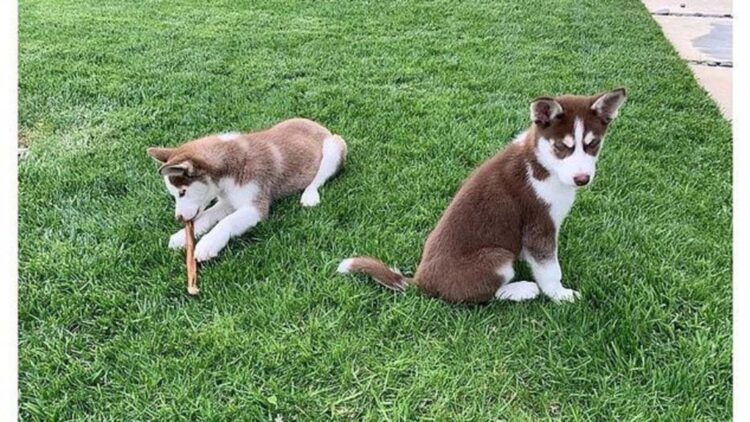 Leonardo DiCaprio pulou em lago congelado para salvar os próprios cães