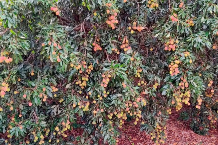 Com oferta concentrada em dezembro, lichia é fruta das festas de final de ano