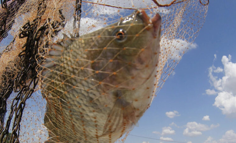 Pesquisa mostra que inclusão de  própolis na ração melhora couro do peixe