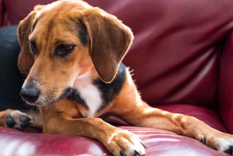 Seu pet está tendo queda de pelos?