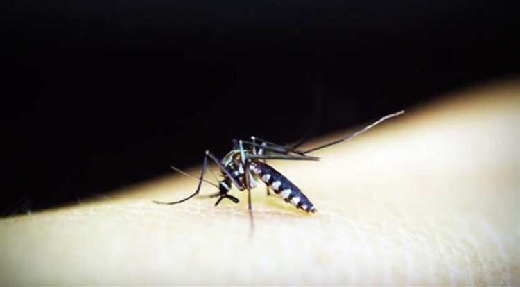 Informe semanal da dengue registra  28 novos casos da doença no Paraná