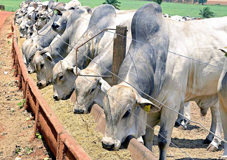 Conab verifica aumento de preços de carne bovina e de frango para produtores