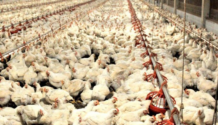 Custos de produção de frangos de corte e de suínos encerram 2021 em alta