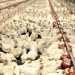 Custos de produção de frangos de corte e de suínos encerram 2021 em alta