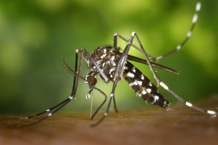 Vírus da dengue faz mosquito picar mais as vítimas