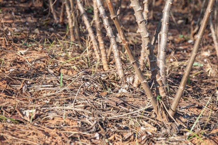 Entidades do agro do Paraná pedem ações  ao Mapa para minimizar perdas pela seca