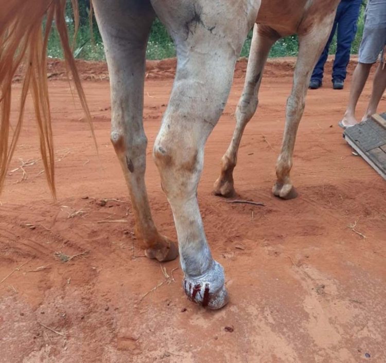 Homem recebe infração por  maus tratos e abandono de cavalo