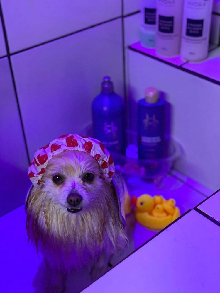 Cromoterapia durante o banho pet