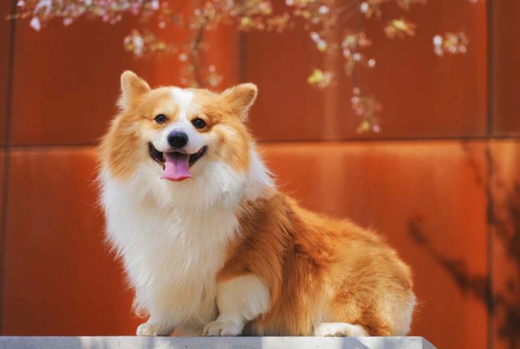 Dicas para manter os pelos do cachorro sempre bonitos