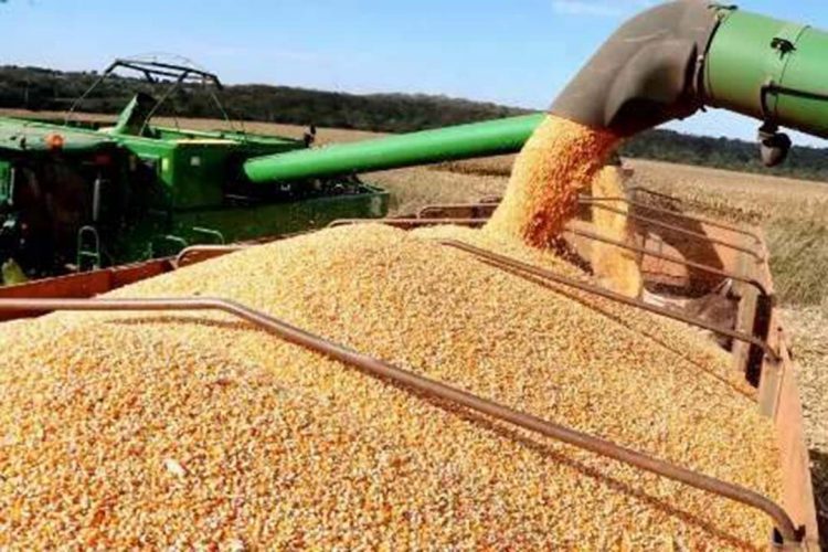 Ministério amplia os períodos de vazio sanitário da soja para 2022