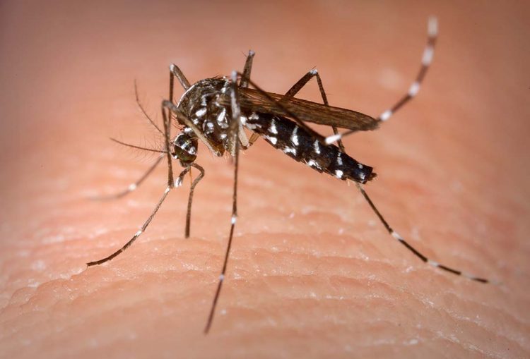 Sistema Fecomércio Sesc Senac PR lança  segunda edição da campanha contra a dengue