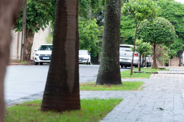 Calçadas cimentadas prejudicam desenvolvimento das árvores