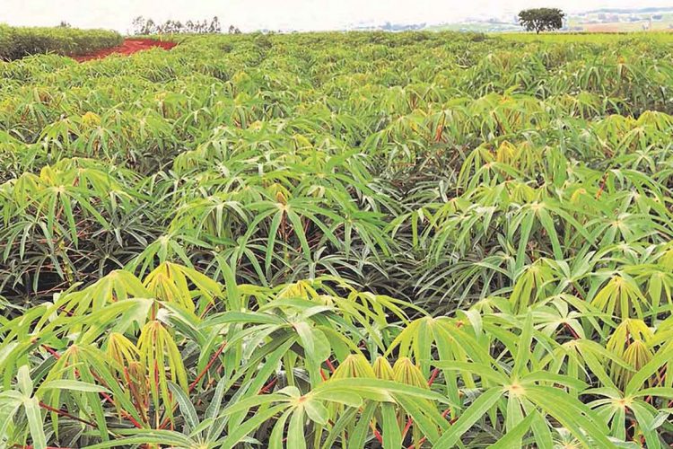 IDR-Paraná lançará novas cultivares de soja, maracujá e mandioca