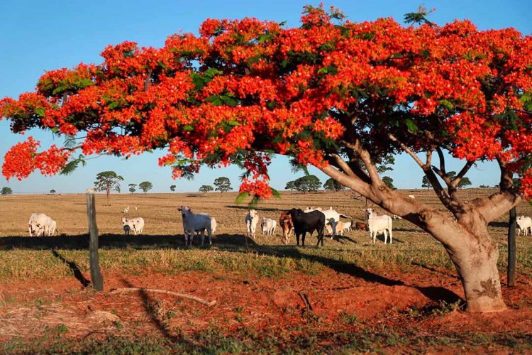 Governo e Faep discutem ações de regularização ambiental