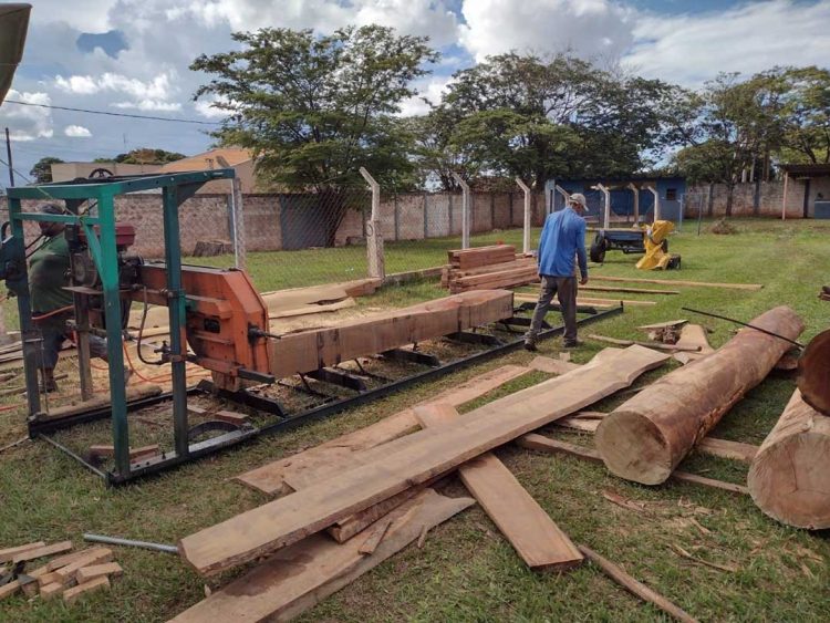 Município realiza remoção de eucaliptos