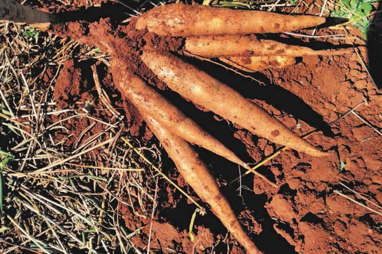 IDR-Paraná apresenta mandioca Paraguainha